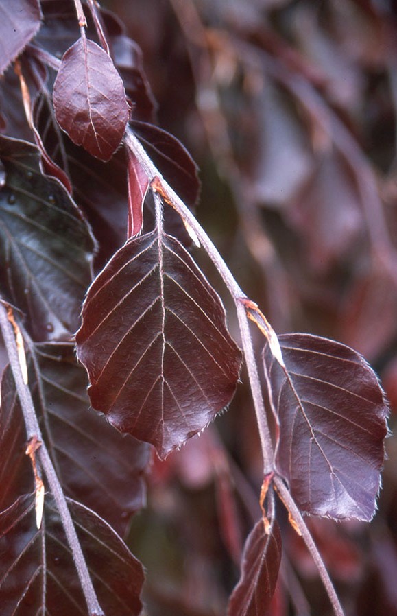 Бук лесной Пёрпл Фонтейн